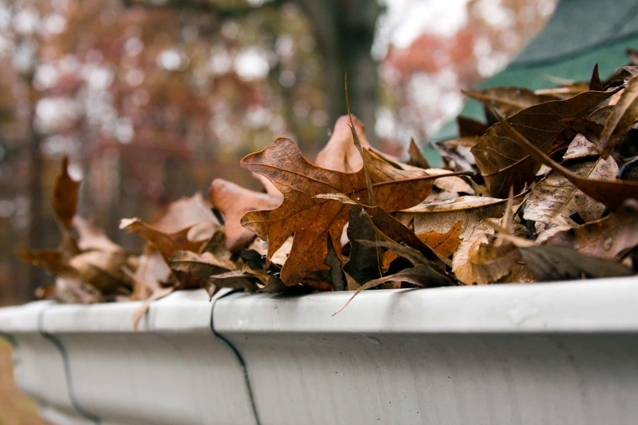 A Gutter Filled With Leaves | Gutter Cleaning Equipment Rental